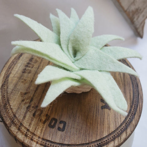 Felt Succulent Magnet Set