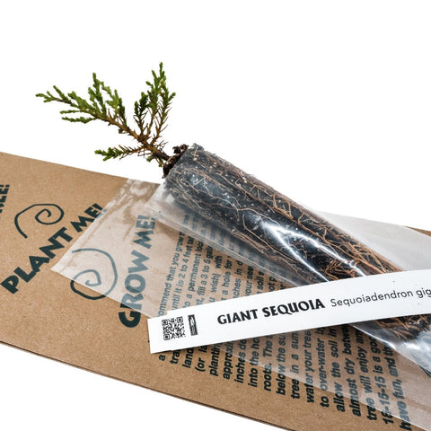 Kraft Bag Seedlings