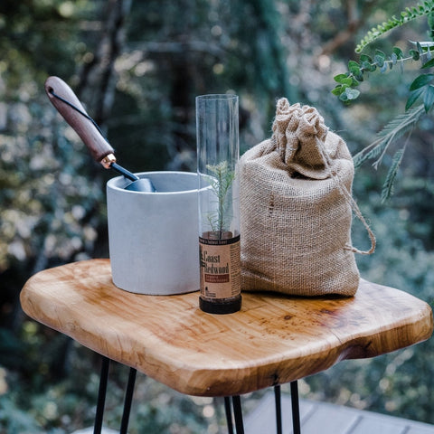 Packaged Live Trees
