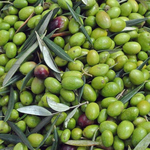 Infused Olive Oils