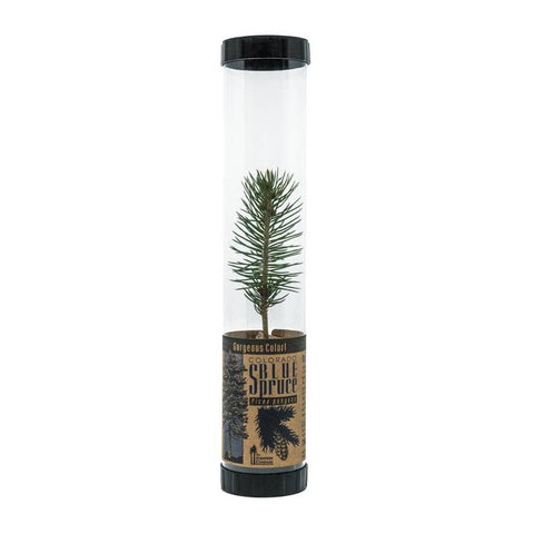 Packaged Live Trees