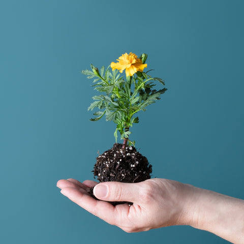 Blooming Lollipop - Eat, Plant & Grow A Flower