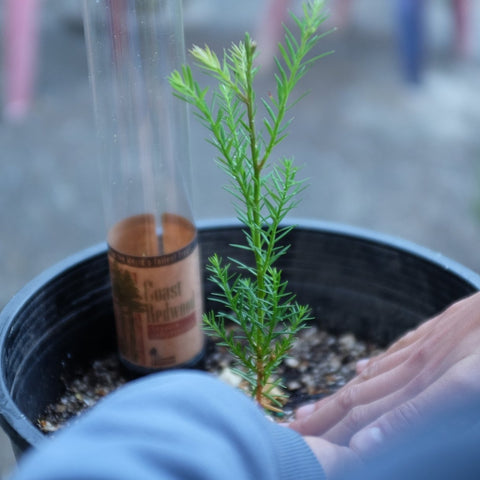 Packaged Live Trees