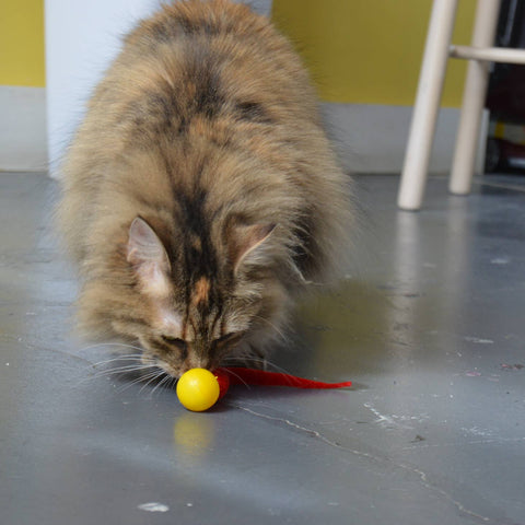 Wiggly Ping Cat Toy