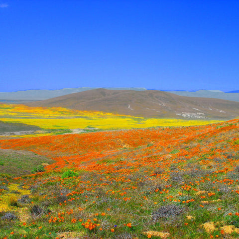 California Poppy Seed Grow Kit