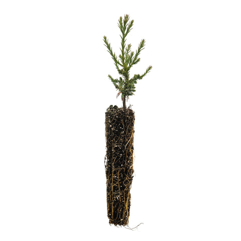 Kraft Bag Seedlings
