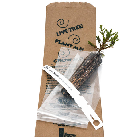 Kraft Bag Seedlings