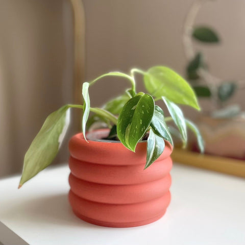 3D Printed 3" Bubble Pot Indoor Planter