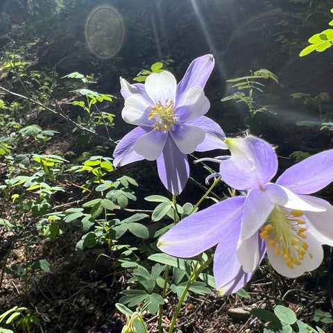 Colorado Columbine Seed Packet
