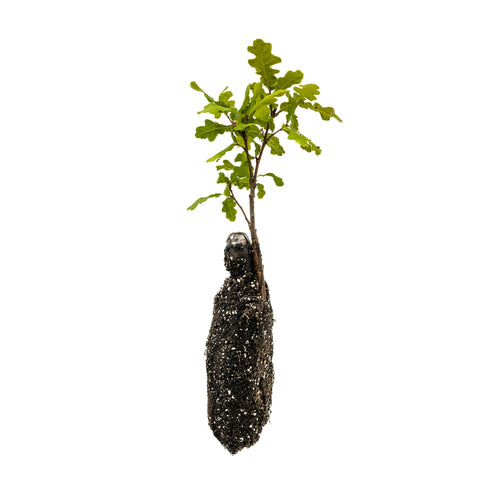 Kraft Bag Seedlings