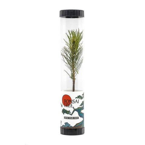 Packaged Live Trees