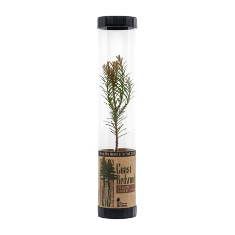Packaged Live Trees