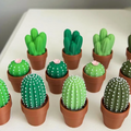 Collection of small cactus plants in terracotta pots on a white surface.