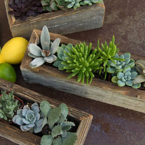 Reclaimed Wood Planter / Organizer Crate