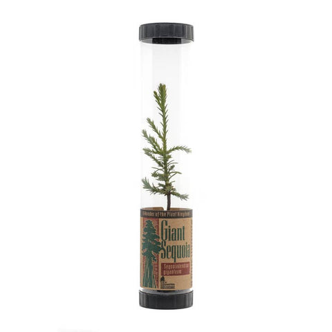 Packaged Live Trees